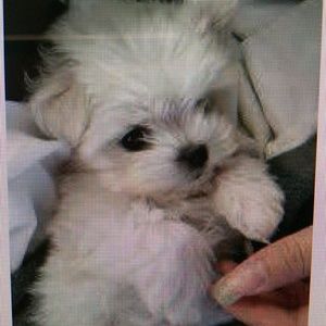 Meet your Posher, Chaim